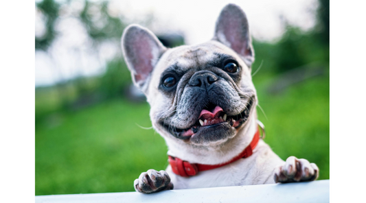 What’s the Best Way to Care for a Pet with Allergies?