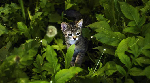 How Do I Socialize My Puppy/Kitten?