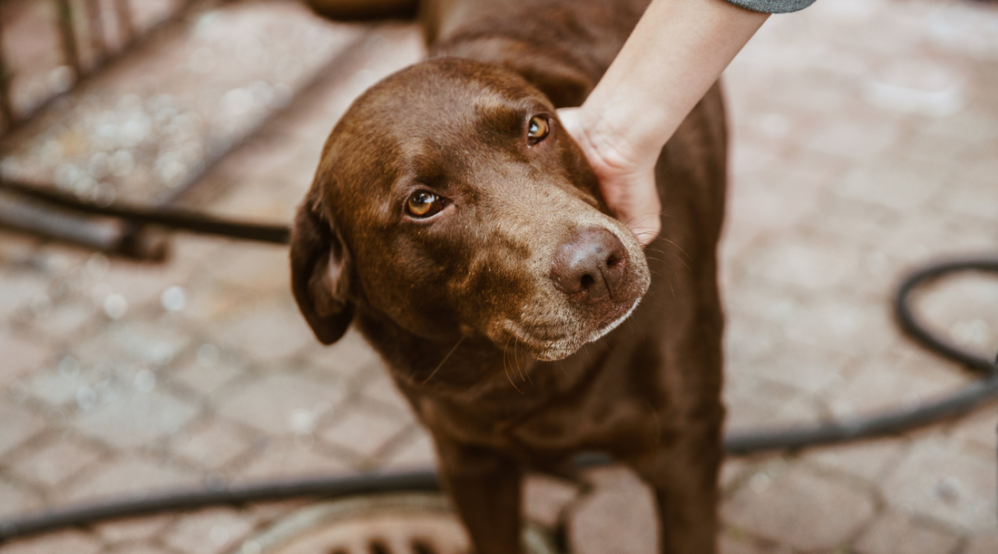 Adopting A Senior Dog Benefits