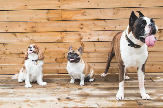 Choosing the Perfect Canine Companion: 10 Tips to Selecting the Right Dog for You