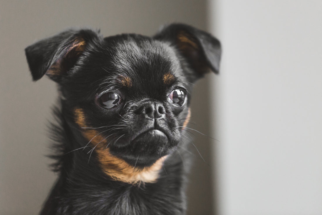 Personalized Memorial Blankets For Loss Of Pets: A Touch of Love in Every Stitch