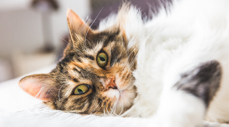 Understanding Cat Shedding: Why Cats Molt and How to Manage It ...