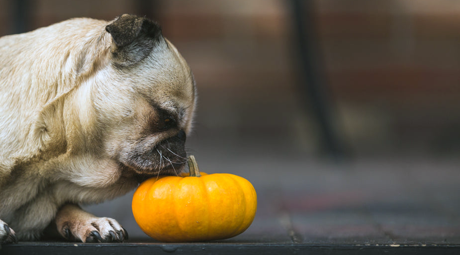 Eco-Friendly Dog Toys: A Sustainable Choice for Your Pet and the Planet