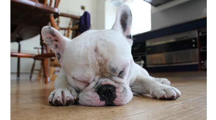 How Do I Know If My Pet Is Sick or in Pain?