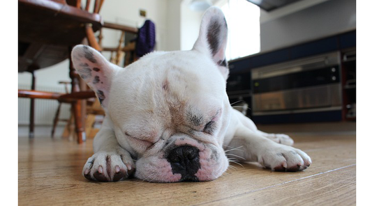 How Do I Know If My Pet Is Sick or in Pain?