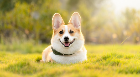 Best Family-Friendly Dog Breeds: A Guide for Pet-Loving Households