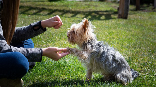 How To Teach Your Dog Basic Commands: SIT, STAY, COME, DOWN & HEEL