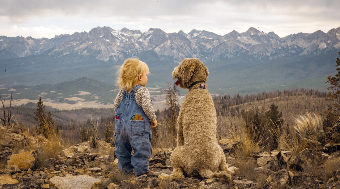 Finding the Perfect Fur-Buddy: Top 5 Dog Breeds for Families with Children