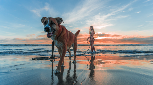 Embracing Adventures: A Comprehensive Guide to Pet-Friendly Travel for Dog Owners