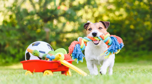 Durable Chew Toys for Aggressive Pet Chewers: Ensuring Long-Lasting Fun