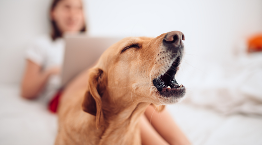 How to Stop a Dog from Barking: Effective Strategies for a Quieter Home