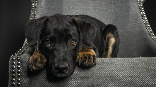 Soothe Your Pup: How to Deal With Separation Anxiety in Dogs