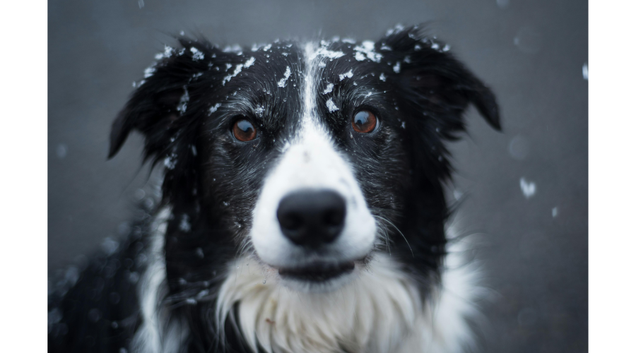 20 Meaningful Ways to Honor Your Pet's Memory