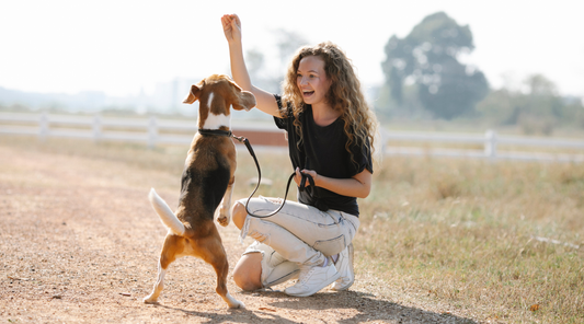 Dog owner practicing obedience training commands with a well-behaved dog outdoors