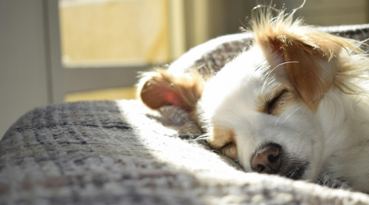 When to Say Goodbye: Signs It's Time for Pet Euthanasia