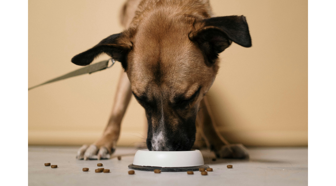 Homemade Dog Food Recipes: A Guide to Nourishing Your Furry Friend