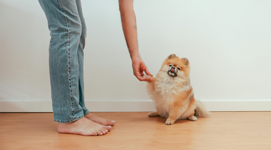 Essential Dog Training Tips Every Pet Owner Should Know