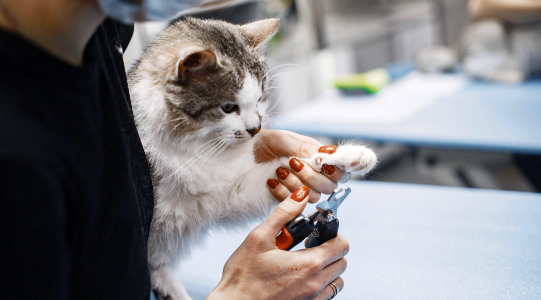 Stunning Affordable Pet Grooming Options image