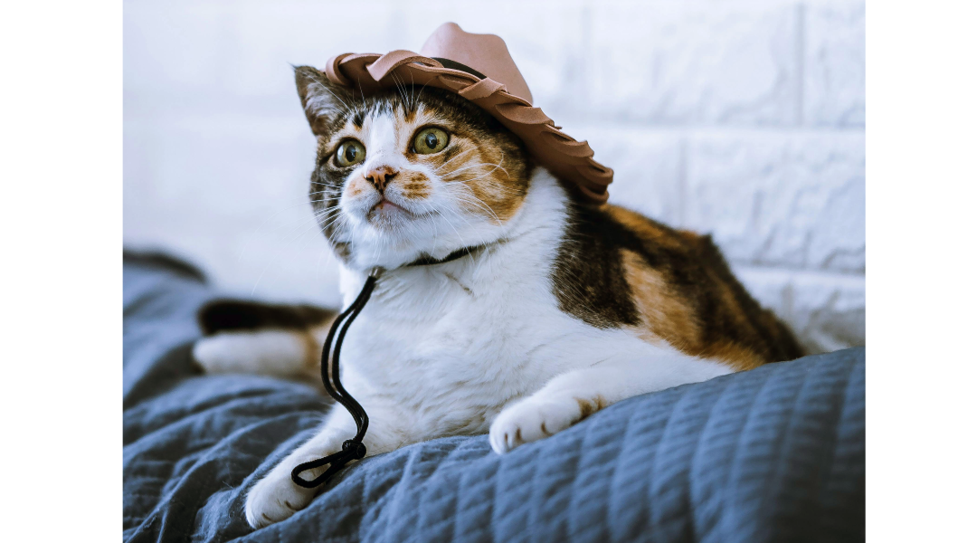 Custom Pet Name Tags Near Me Custom Pet Name Tags Near Me