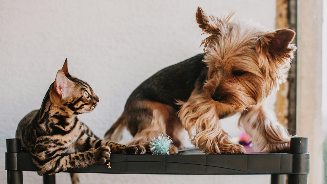 Gift Guide: Thoughtful Pet Memorial Gifts for Grieving Friends & Family