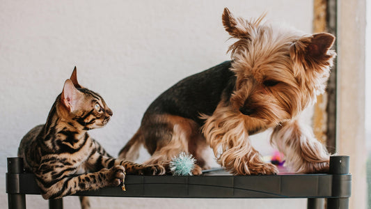 Gift Guide: Thoughtful Pet Memorial Gifts for Grieving Friends & Family