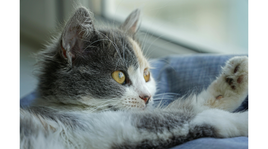 How to Introduce a New Pet to Your Home: A Step-by-Step Guide