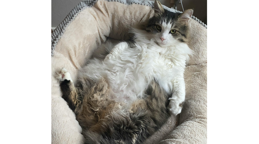 Best Diet for Overweight Cats: A Guide to Feline Weight Management