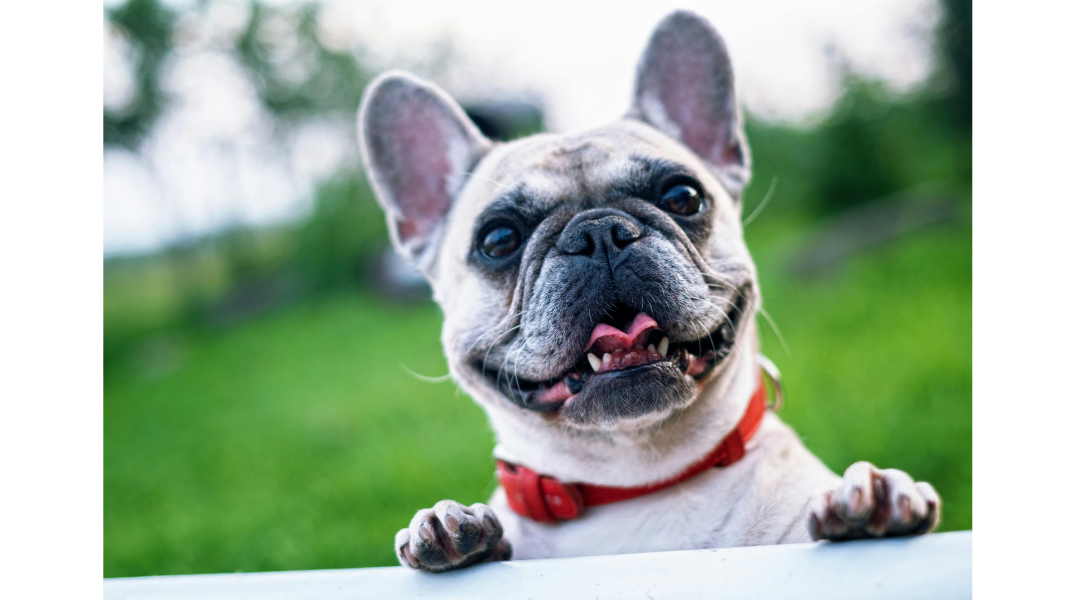What’s the Best Way to Care for a Pet with Allergies?