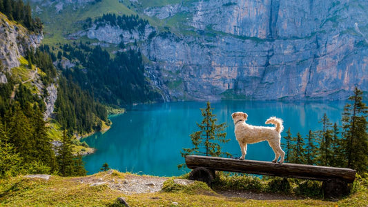 Pet-Friendly Travel Tips: How to Travel Safely and Comfortably with Your Pet