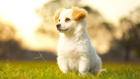 How to Memorialize a Pet on a Budget: Heartfelt Ideas That Won't Break the Bank