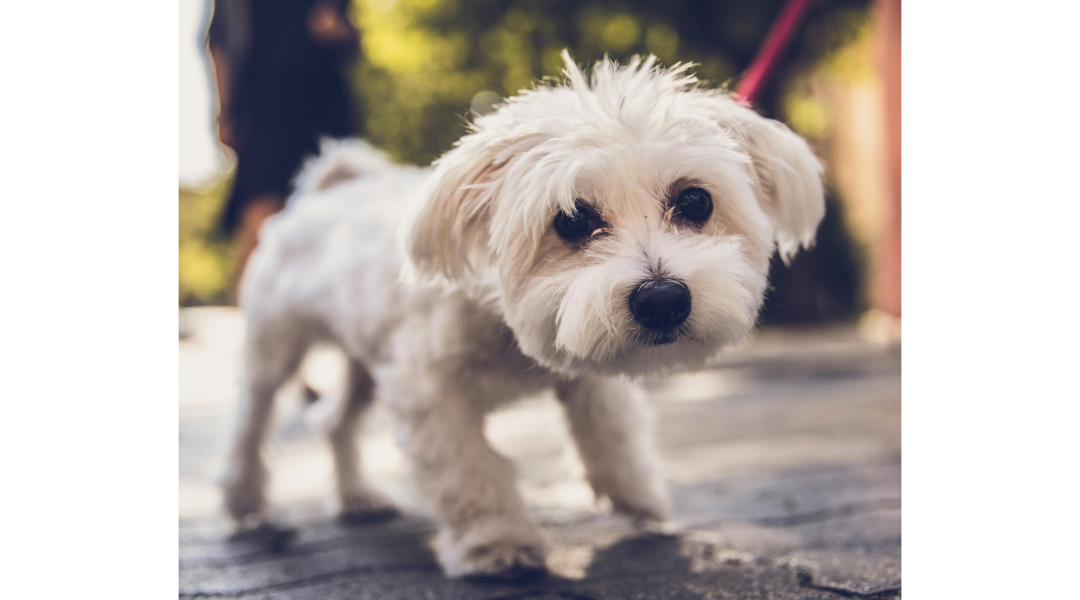 Pet Boarding vs. Pet Sitting: Which Is Right for Your Furry Friend?