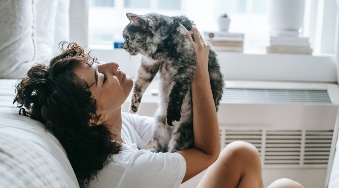 Finding Your Feline Match: How to Choose the Right Cat Breed for Your Lifestyle