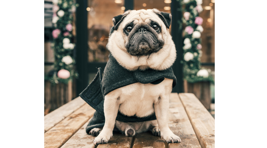 Stylish Pet Clothing for Winter: Keeping Your Furry Friends Warm and Fashionable