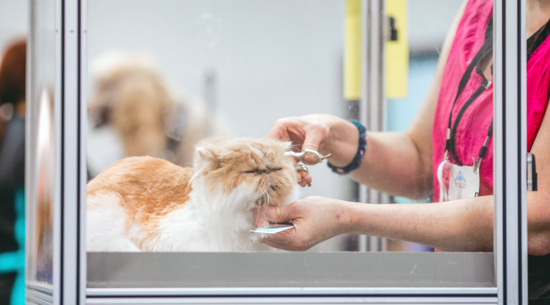 Choosing the Right Veterinarian: A Guide to Ensuring the Best Care for Your Pet