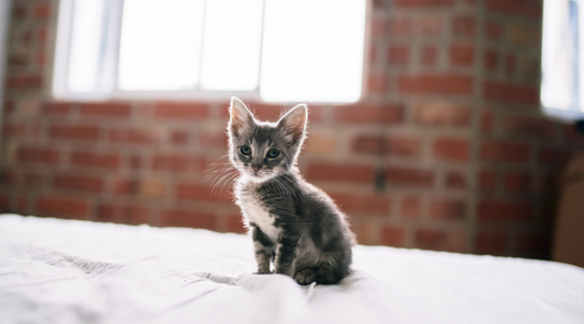 A Comprehensive Guide to Raising a Kitten: Nurturing, Training, and Bonding with Your Feline Companion